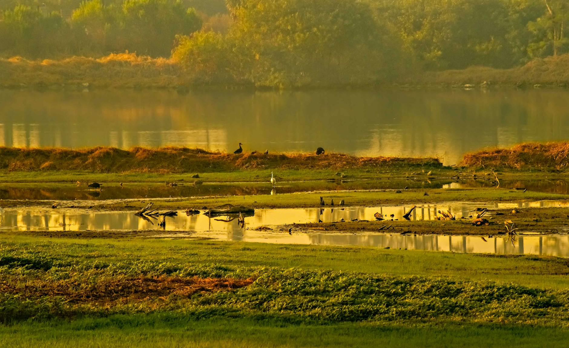 birds on the river